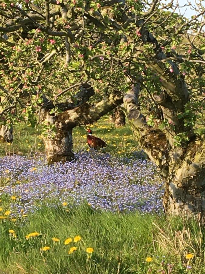 Orchard Luxe Glamping Pod * Dungannon