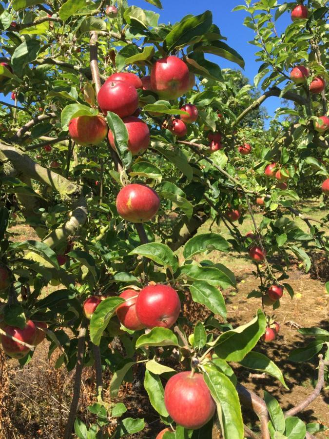 Orchard Luxe Glamping Pod Dungannon